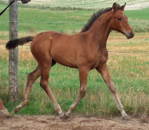 Pin Up eft. Blus Hors Hotline