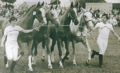 Gasbin yderst til højre med sine døtre Pinhead, Gaspina og Drumfire, alle efter Drumhead XX (GB) DH 205. Hoppesamlingen fik 24 point.